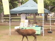 キト フォレストマーケット シモイチ